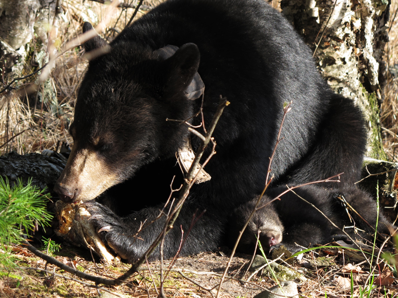 Lily and Hope - April 21, 2010