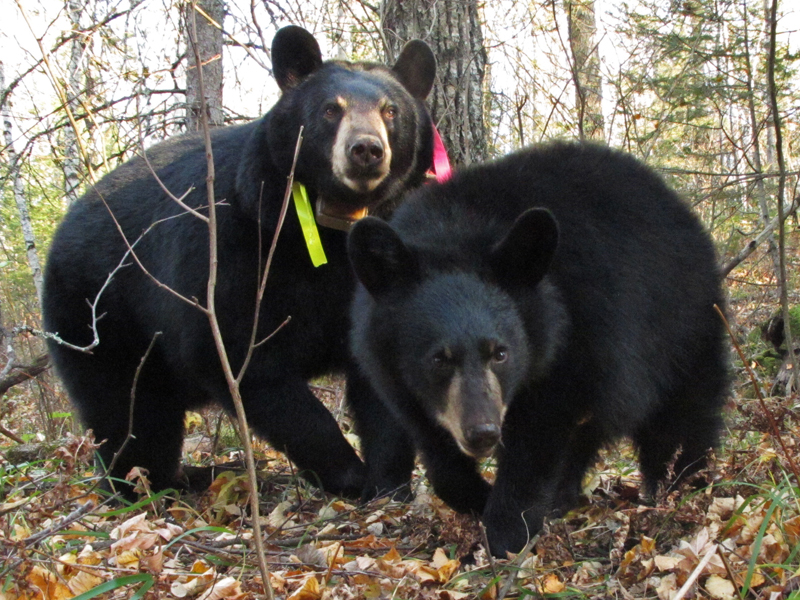 Lily_and_Hope_-_20101008