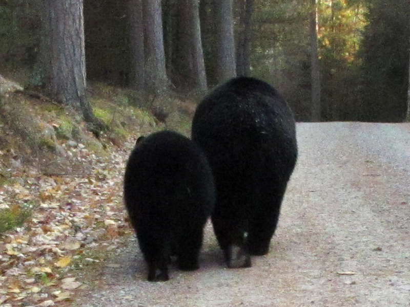 Lily_and_Hope_-_20101009