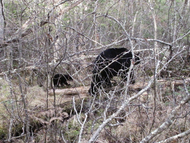 Lily and Hope in cedar swamp - April 14, 2010