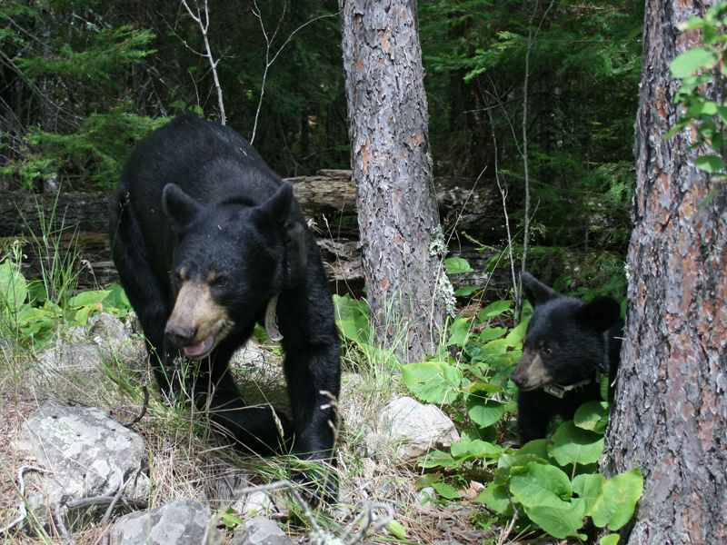 Lily & Hope - July 26, 2010 (David Cant)
