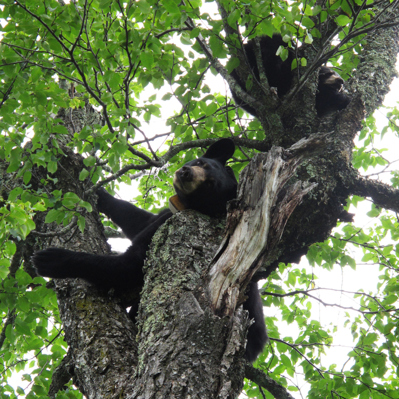 Lily & Hope in birch - July 19, 2010