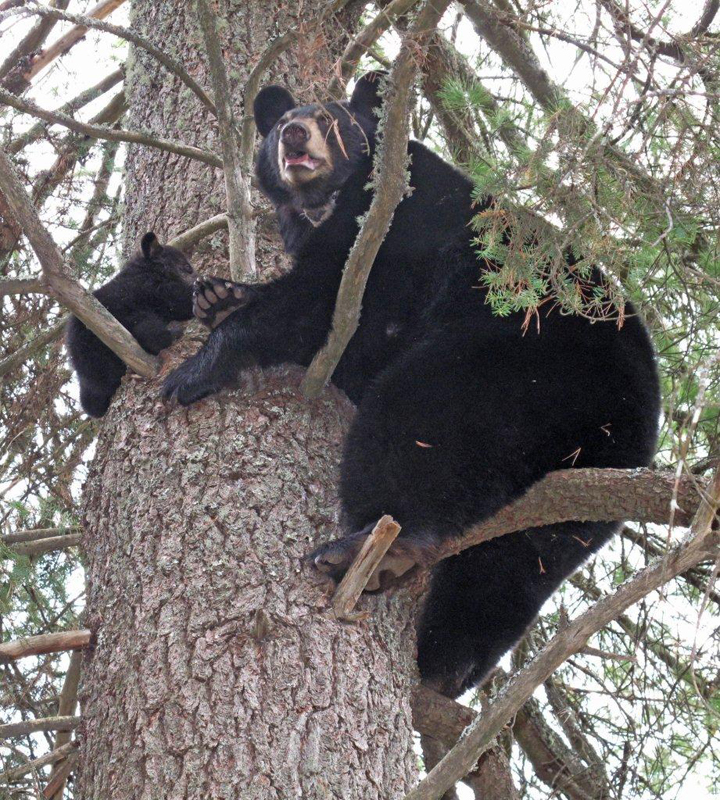 Lily and Hope in white pine - April 2, 2010