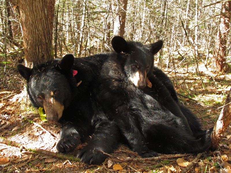 Lily_and_Hope_lean_on_me_-_20101013