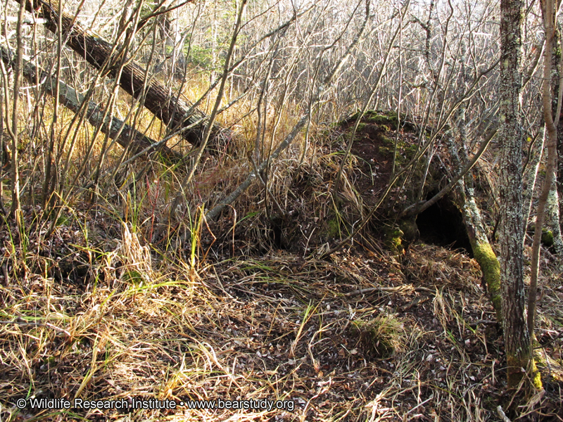Lily_den_-_20101022
