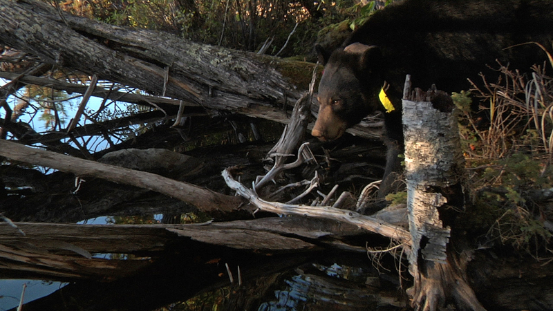 Lily_drinking_from_lake_-_20100926