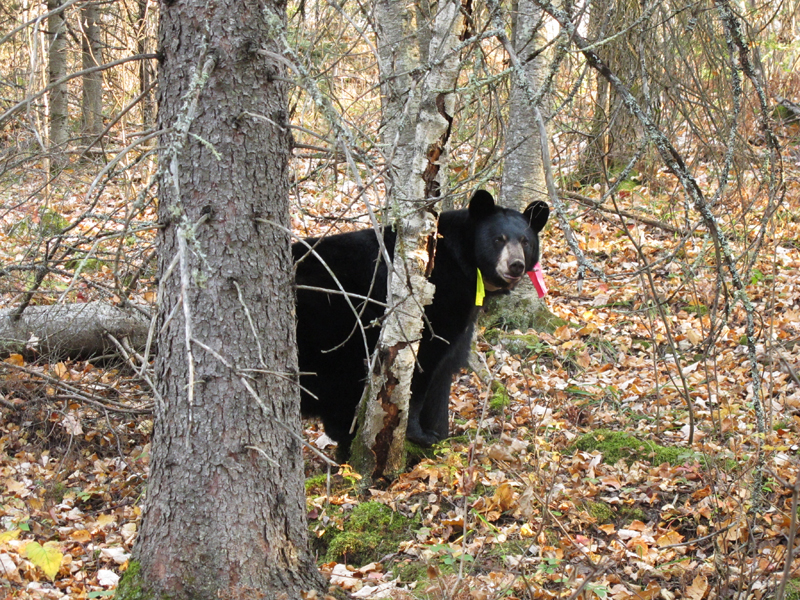 Lily_in_open_woods_-_20101008