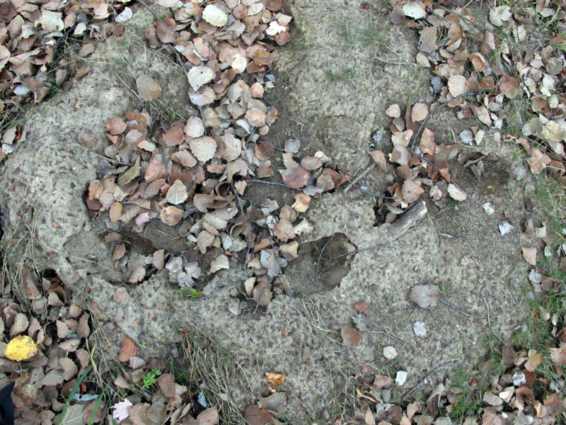 Lily_tracks_-_20101008