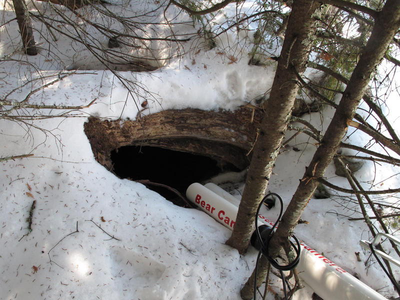 Lily's den - March 3, 2010