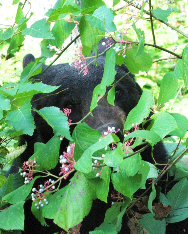 Lucky eating round leaf dogwood - August 13, 2010