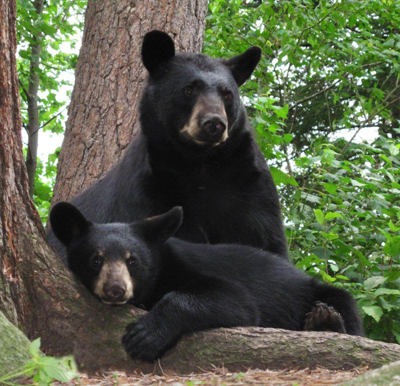 RC__cub_8-4-10_cr_2