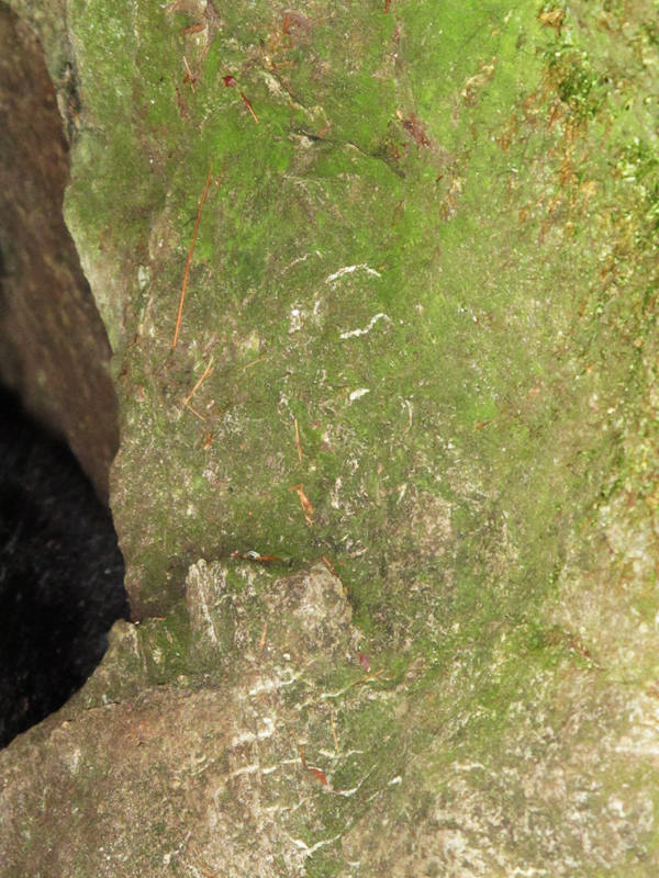 claw marks on rock den wall - Sept 14, 2010