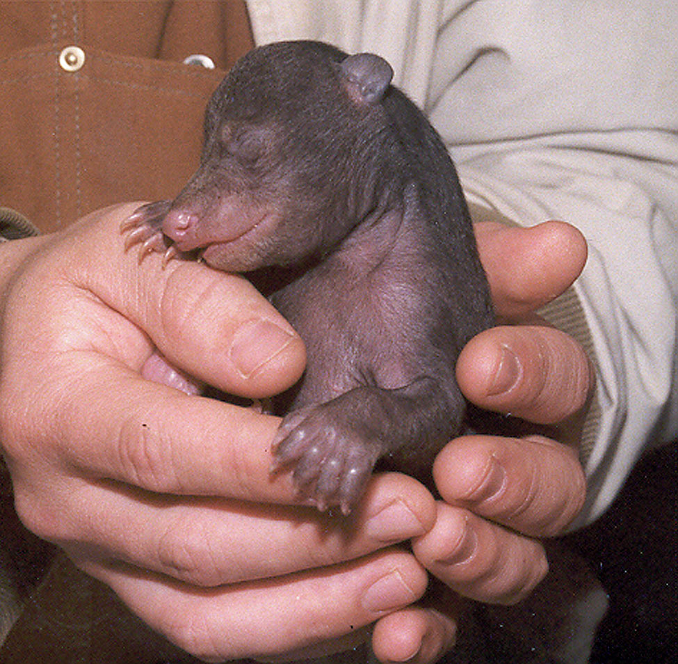 Day Old Cub