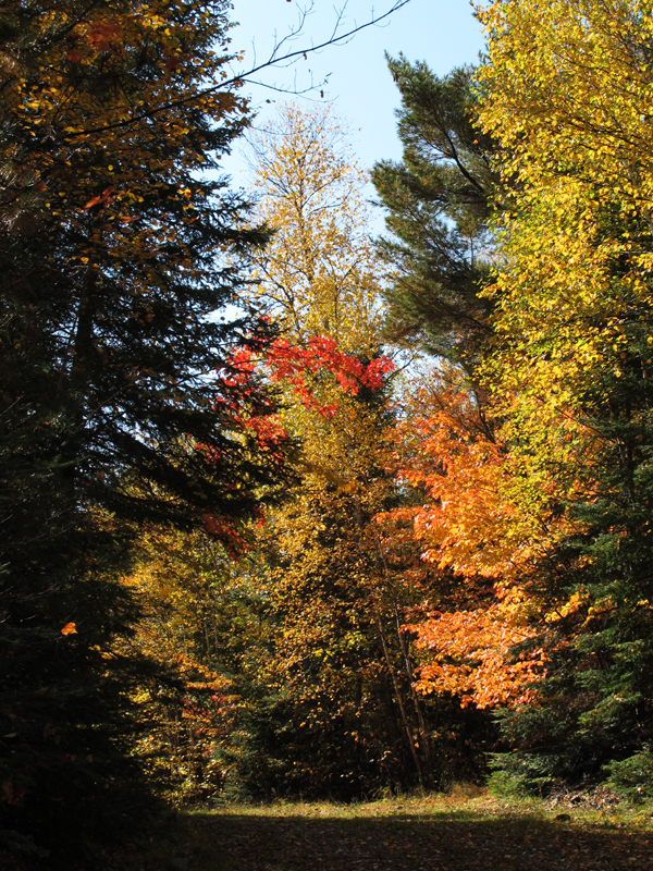 fall_foliage_-_20100927