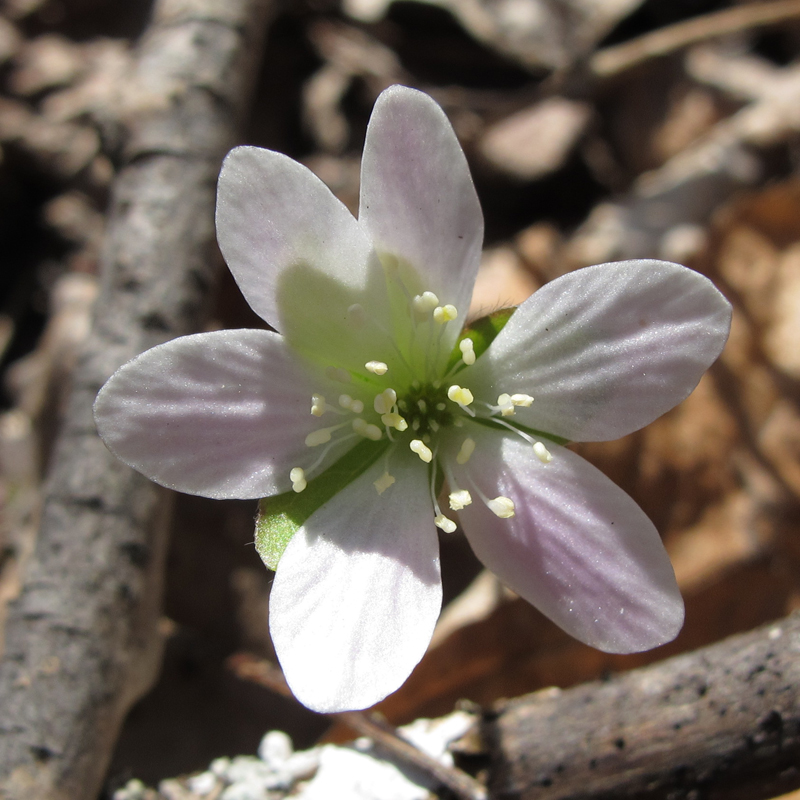 hepatica