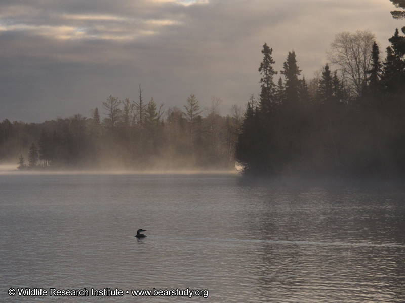 loon_in_the_mist_-_20101015