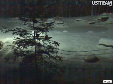 pond_cam_tree