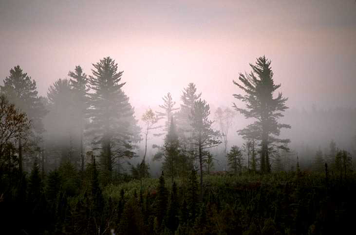 pretty_pic