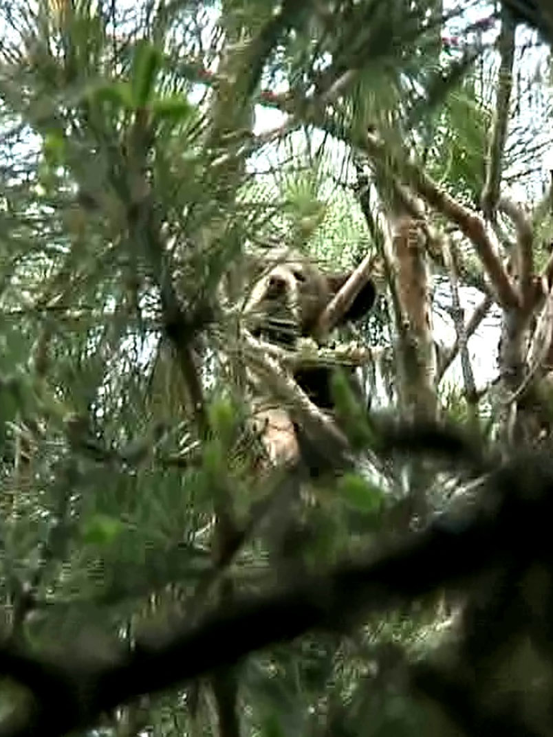 Hope asleep in a tree 5-21-10