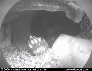 bear cam 00-01-14@13_13.jpg