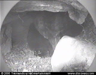 bear cam 00-01-19@11_55.jpg