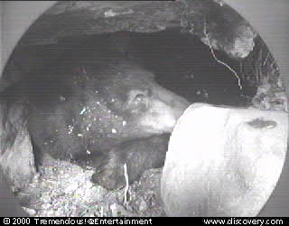 bear cam 00-02-29@16_24.jpg