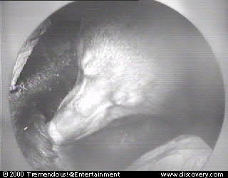 bear(3-30-00 - A02).jpg