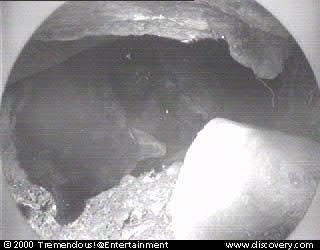bear-cam-00-02-03_15_51.jpg
