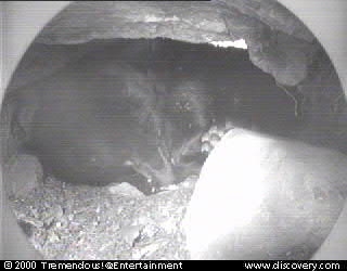 bear-cam-00-02-03_15_54.jpg
