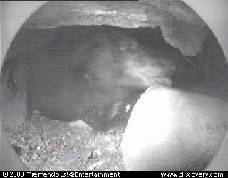 bear-cam-00-02-03_15_57.jpg