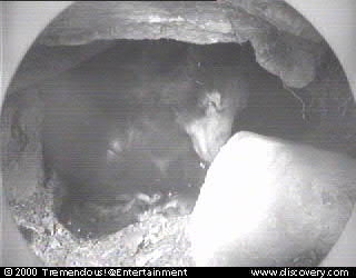 bear-cam-00-02-03_15_58.jpg