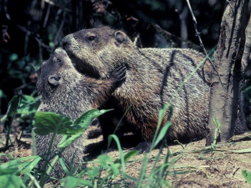 Bears, Woodchuck, and Making Dens - UPDATE September 2, 2021