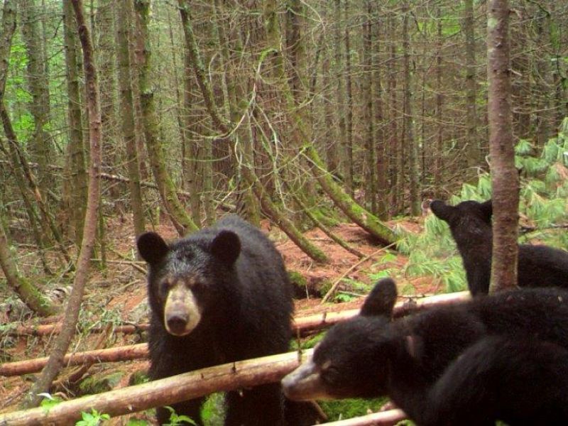 Lily Update Plus Gentle Jack - UPDATE July 27, 2022