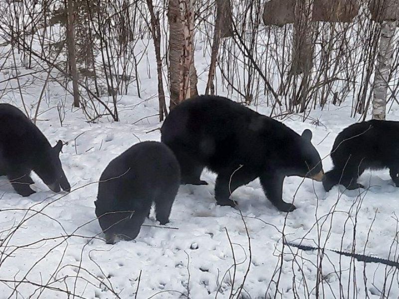 More bears, new birds, new action - UPDATE April 12, 2025