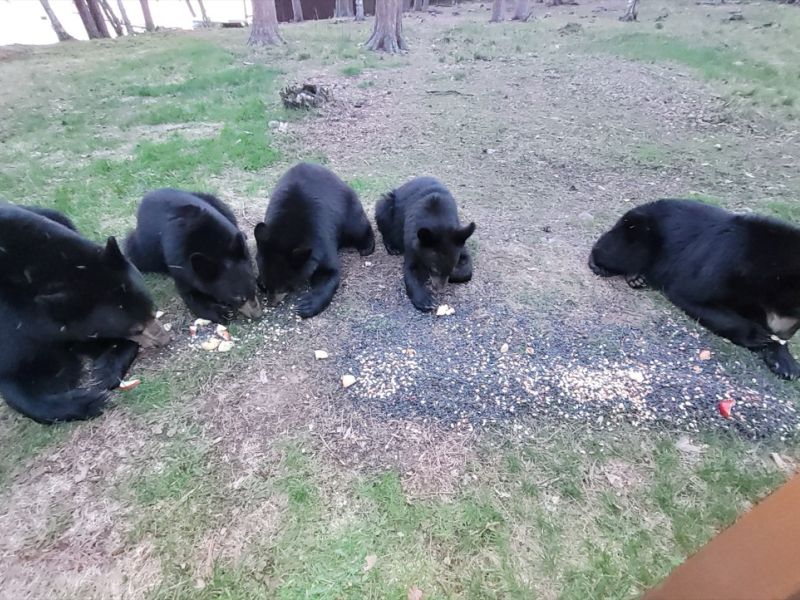 Great News—Lily and her four yearlings are fine! - UPDATE May 15, 2025