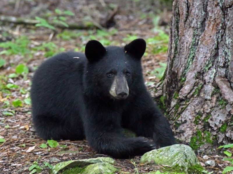 Lily, Shadow, Bow, and More - UPDATE August 16, 2022