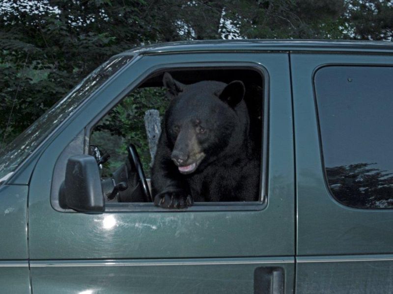 Ted and the Green Van - UPDATE January 3, 2022