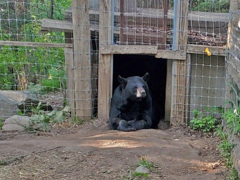 Forest Fire Near Bear Center, and a Mystery Solved - UPDATE May 27, 2023