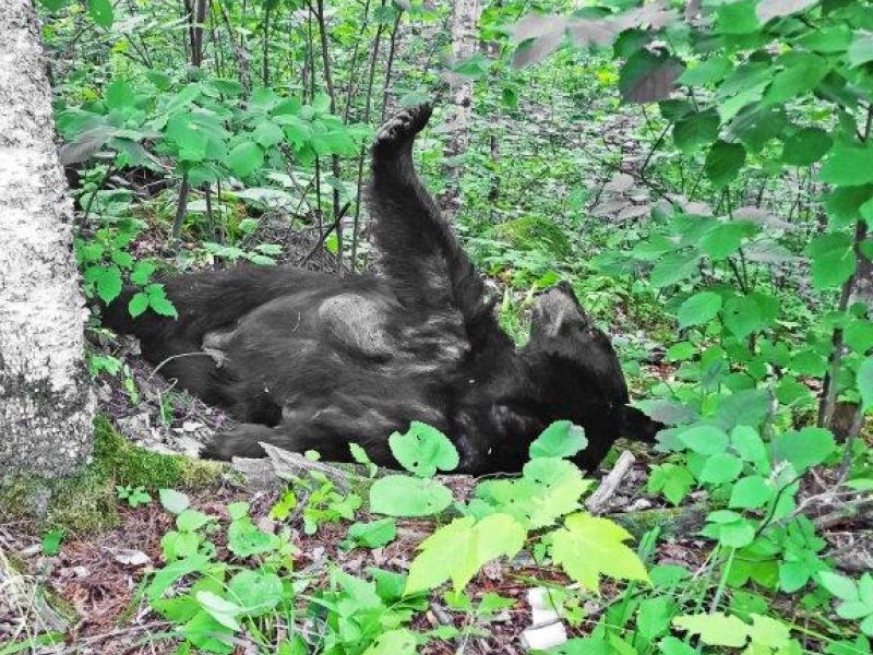 Donna Bear and Otters - UPDATE March 14, 2025