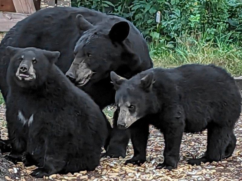 Lily, Lucy, and Lucy’s cubs - UPDATE August 24, 2023