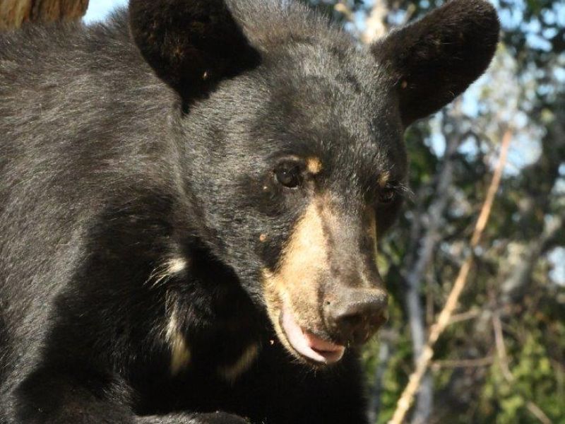 Lincoln, Baby Chipmunks, and Out on the Water - UPDATE June 17, 2022