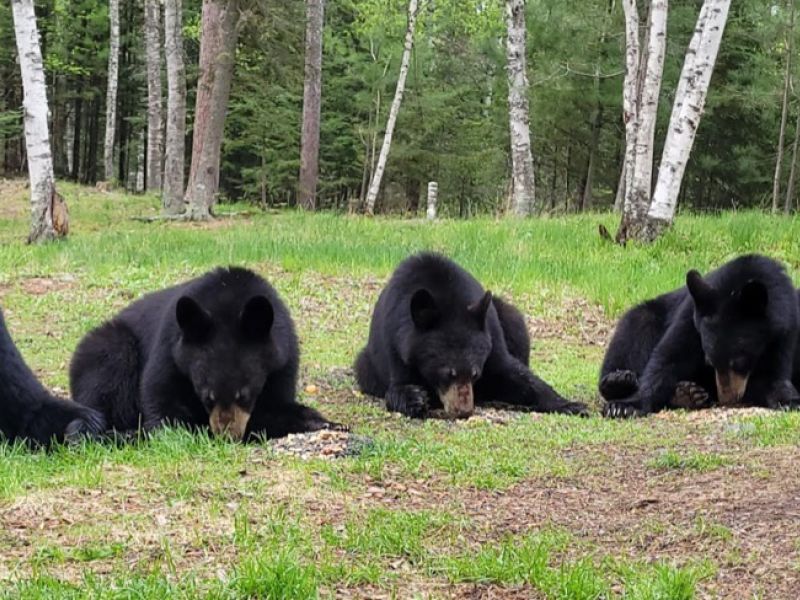 Lily in Love - UPDATE May 30, 2025