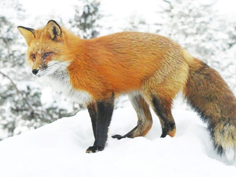 The Fox is Back!!! - UPDATE January 13, 2024