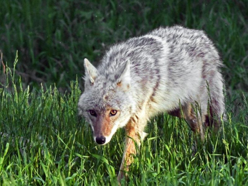 A New Neighbor - UPDATE June 4, 2022