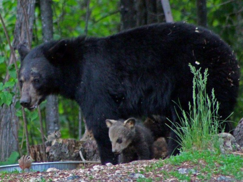 Another Mother and a Gray Tree Frog and Half-Birthday Celebration - UPDATE June 3, 2023