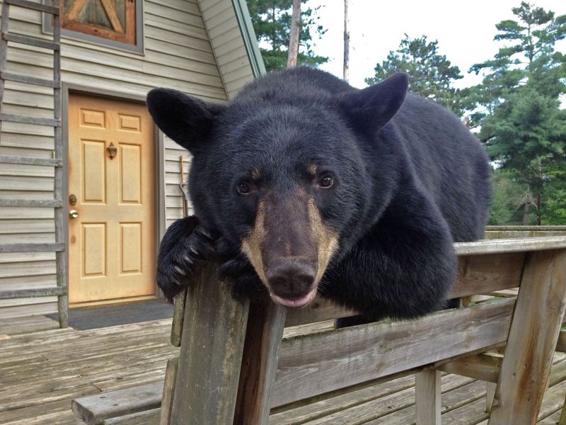 Black Bear Field Study Courses and Give To The Max Day - UPDATE November 6, 2022