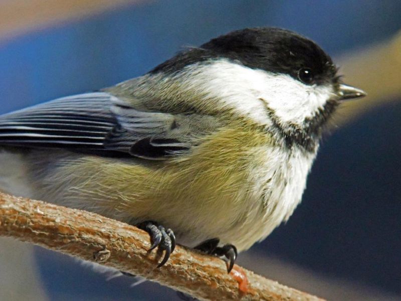 Bobcat and Birds - UPDATE January 6, 2023