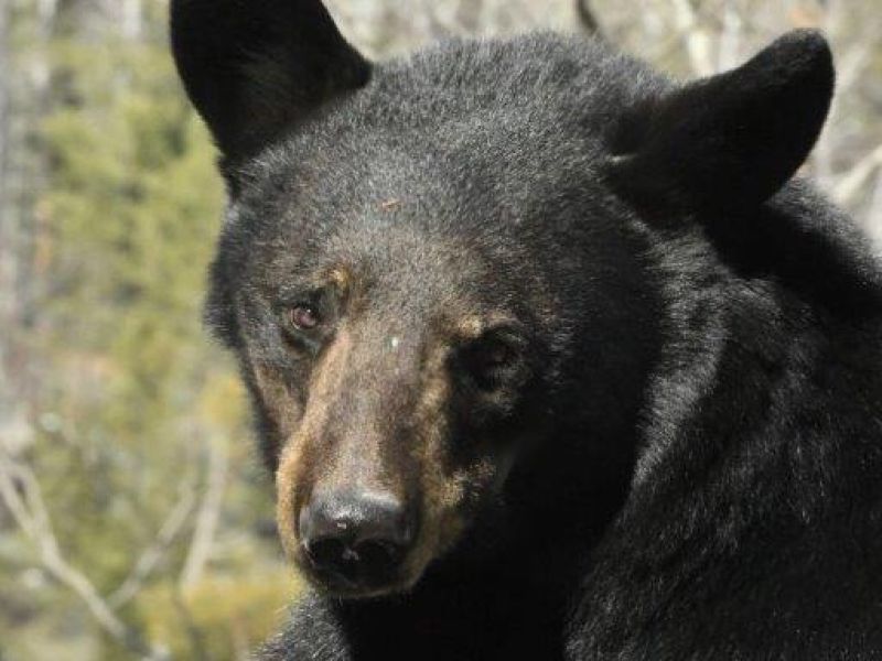 First Bear!!! - UPDATE March 26, 2025