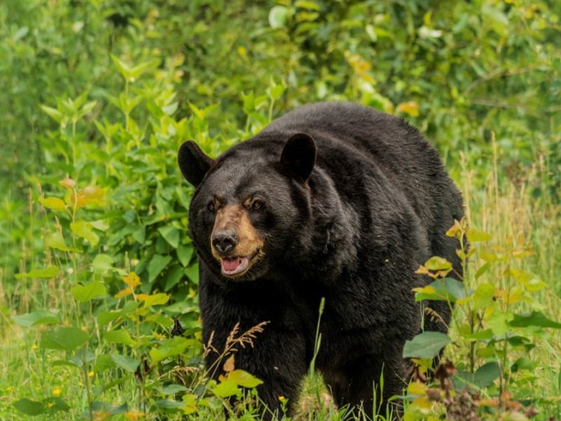 Great Group and Sharon’s Bear News - UPDATE July 27, 2023