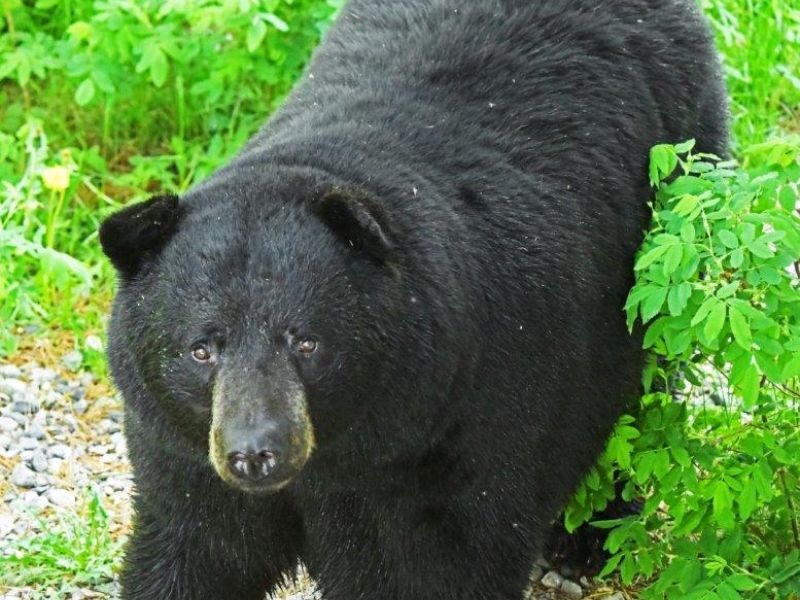 Lucy Breaks Up and Pairs Up? - UPDATE June 3, 2024